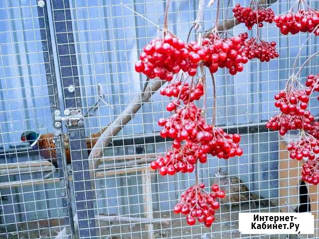 Фазаны. Куры Костерево - изображение 1