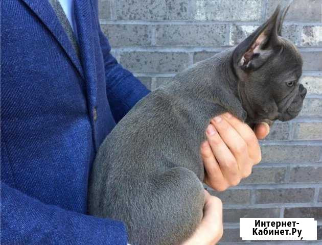 Французский бульдог Великий Новгород - изображение 1