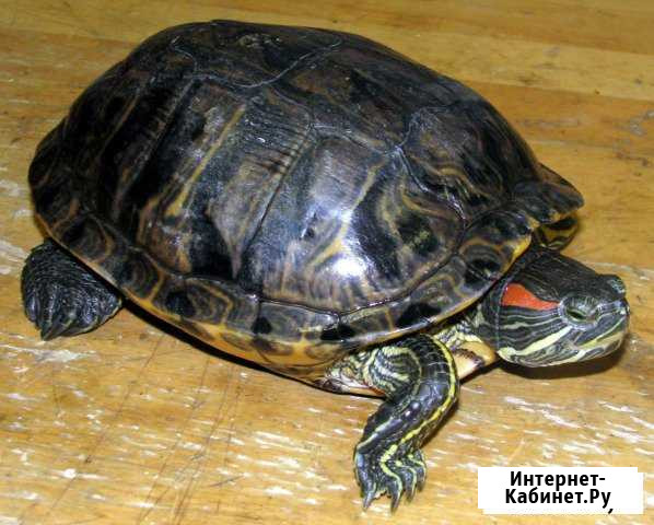 Отдам черепаху Нижний Новгород - изображение 1