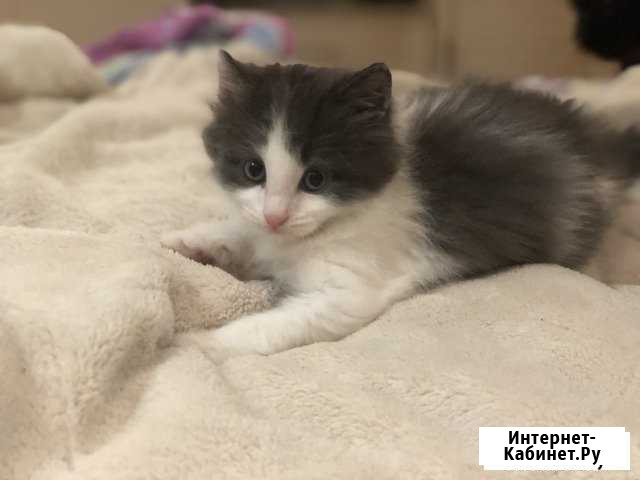 Котёнок Лыткарино - изображение 1