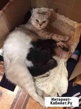 Котята британские Керчь