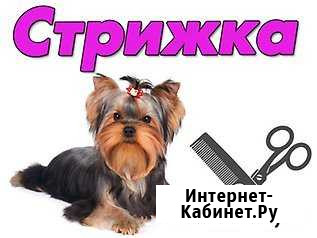 Стрижки собак Калуга - изображение 1