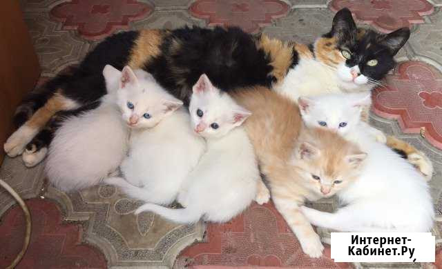 Котята Елабуга - изображение 1