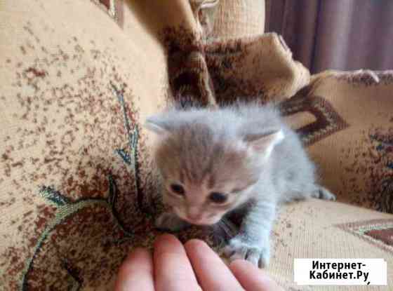 Котята Ковров
