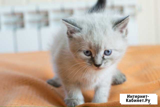 Котёнок Ногинск - изображение 1