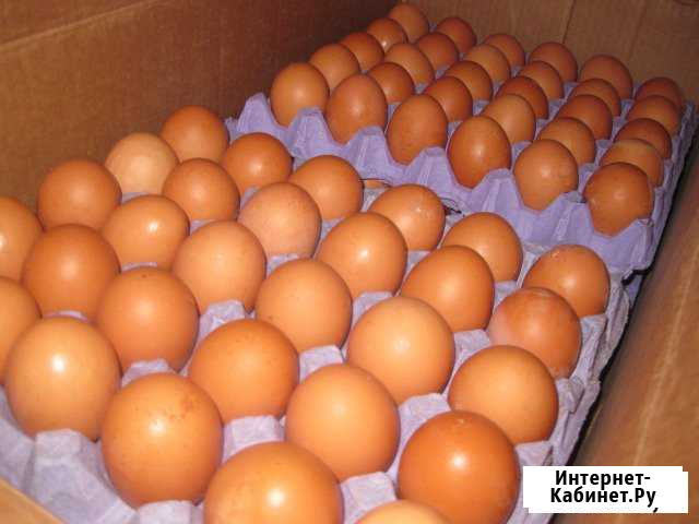 Инкубационное яйцо и суточный молодняк бройлера Пироговский - изображение 1
