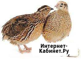 Перепела и инкубационные яйца Вологда - изображение 1