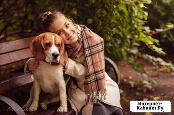 Племенной кобель для вязки Санкт-Петербург