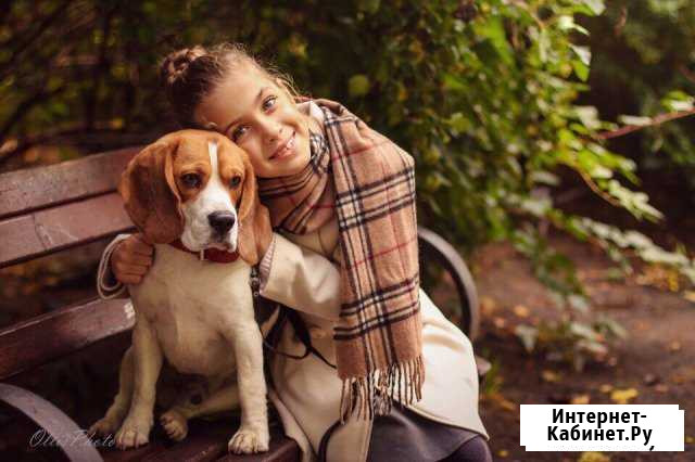 Племенной кобель для вязки Санкт-Петербург - изображение 1