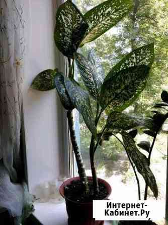 Диффенбахия Брянск