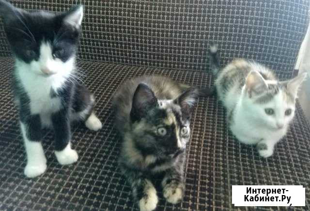 Котята в добрые руки Нальчик - изображение 1