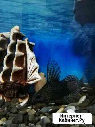 Сом Синадонтус и попугай Сочи