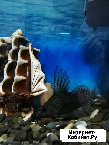 Сом Синадонтус и попугай Сочи - изображение 1