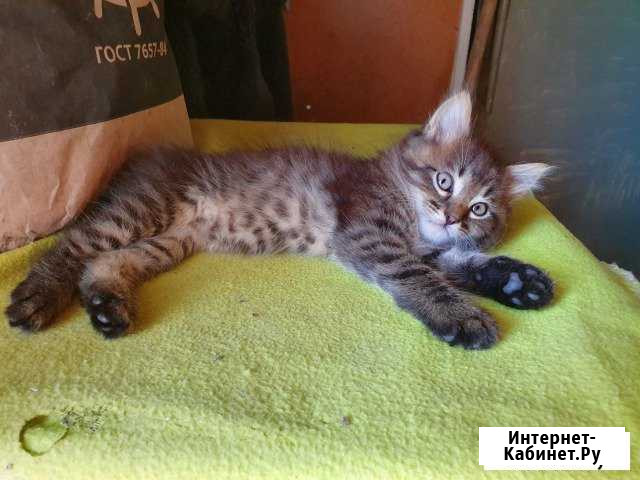 Отдам котят в добрые руки Энгельс - изображение 1