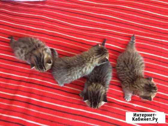 Котята шотландские Клинцы
