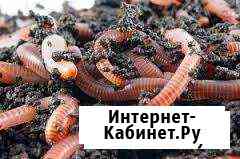Черви старатель Славянск-на-Кубани