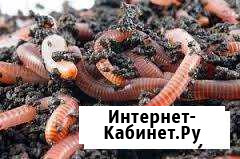 Черви старатель Славянск-на-Кубани - изображение 1