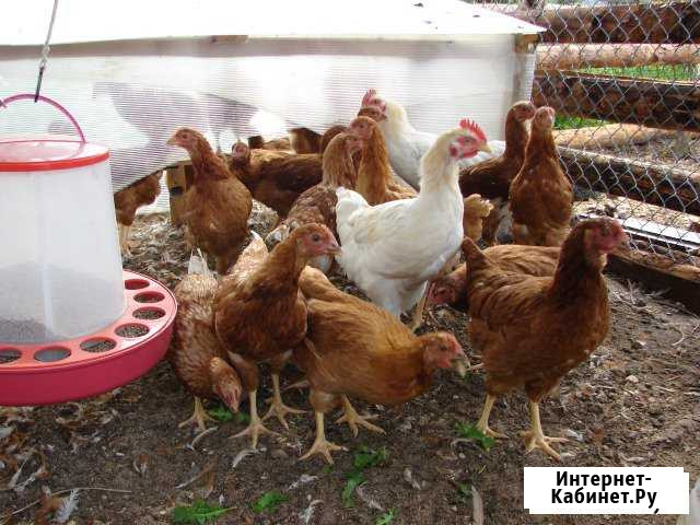 Продам молодок Ломан-Браун Череповец - изображение 1