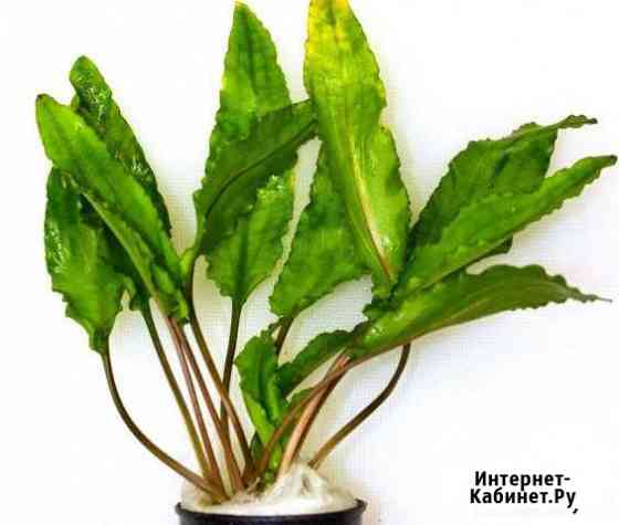 Растения для аквариума Москва