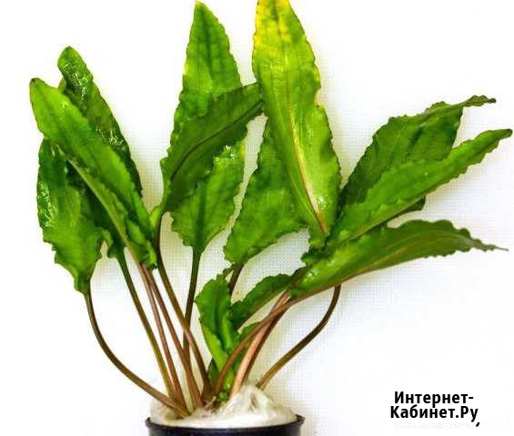 Растения для аквариума Москва - изображение 1