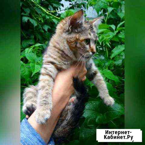 Много чудесных котят Ростов-на-Дону