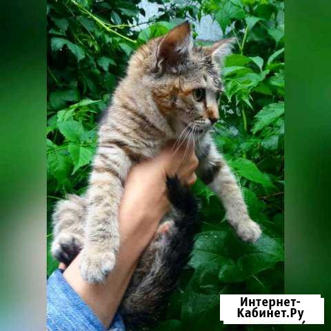 Много чудесных котят Ростов-на-Дону - изображение 1
