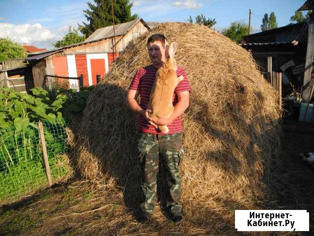 Кролики Белые Берега - изображение 1