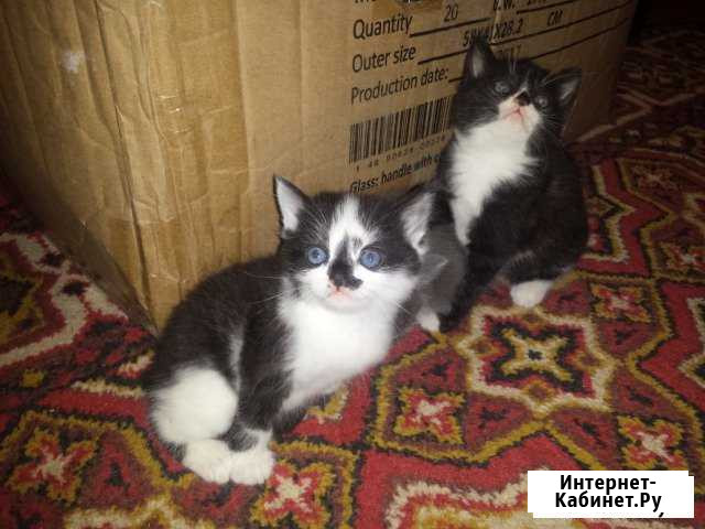 Котята в добрые руки Славянск-на-Кубани - изображение 1