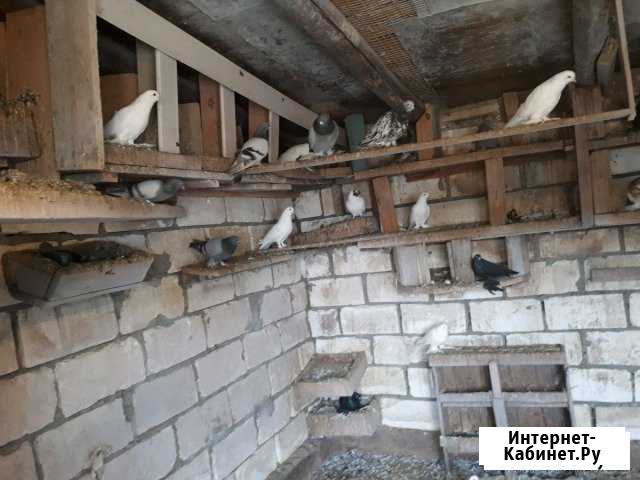 Голуби Суворовская - изображение 1