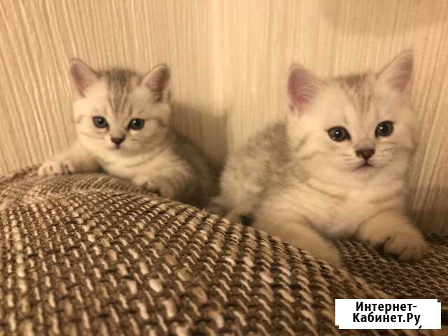 Британская королевская шиншила Серпухов - изображение 1