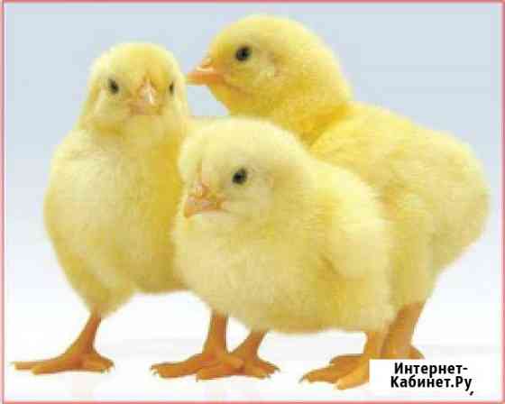 Цыплята, гусята, утята, индюшата Жуковский