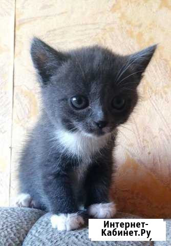 Отдам котёнка 1,5 мес, лоток знает Салават - изображение 1
