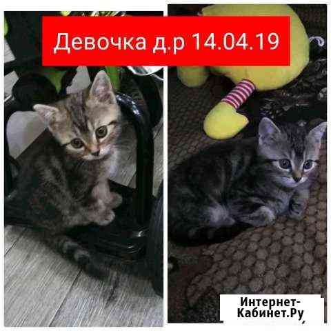 Котята шотландские Ковров