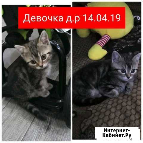 Котята шотландские Ковров - изображение 1