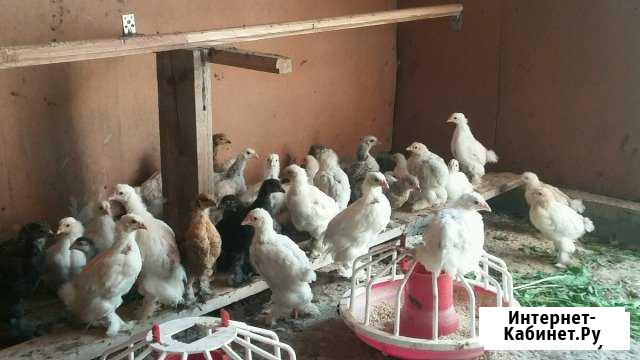Куры брама Анапа - изображение 1