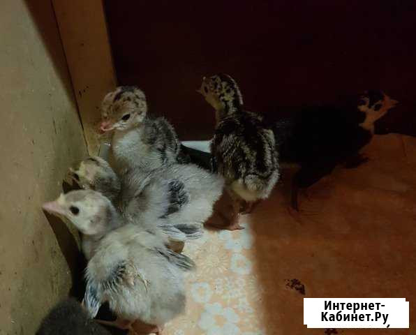 Индюшата Старая Русса - изображение 1