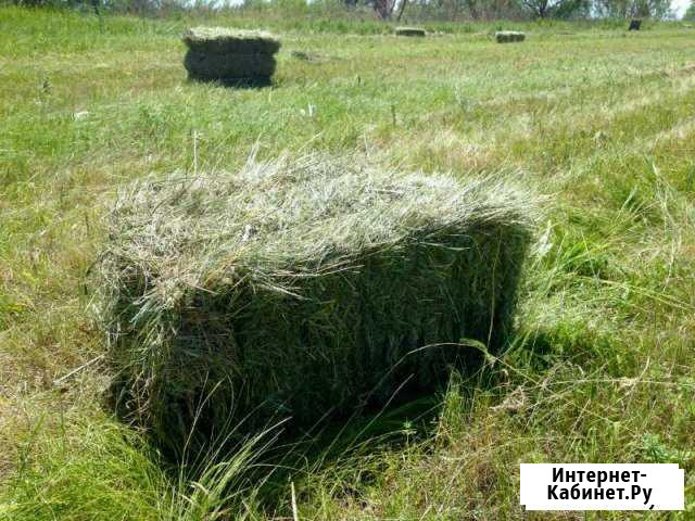 Сено в тюках Воскресенск - изображение 1
