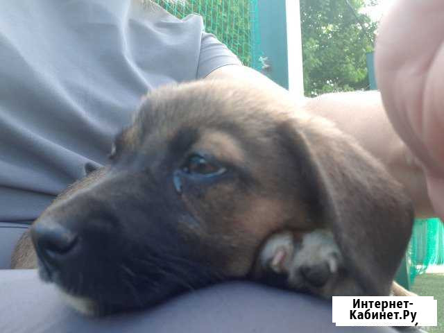 Мальчик Краснодар - изображение 1