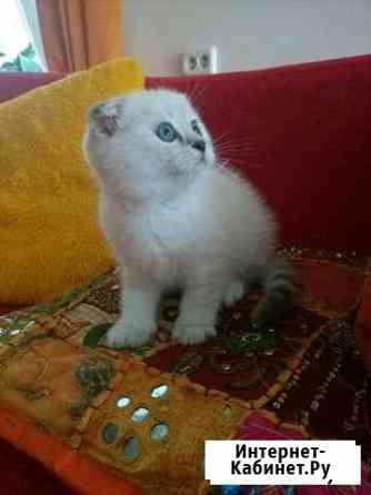 Котёнок скоттиш-фолд мальчик Симферополь