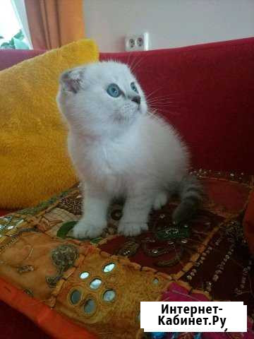 Котёнок скоттиш-фолд мальчик Симферополь - изображение 1