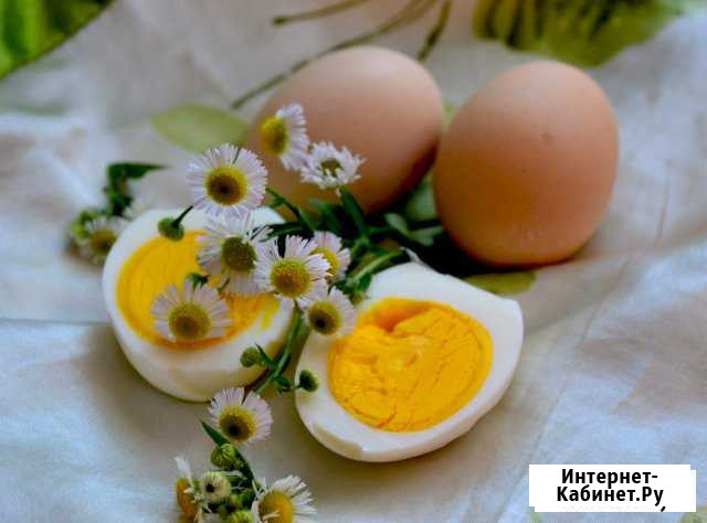 Яйца куриные домашние Краснодар - изображение 1