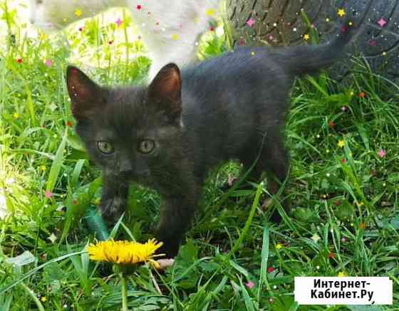 Котята в добрые руки Покров