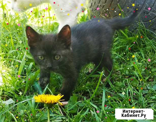 Котята в добрые руки Покров - изображение 1