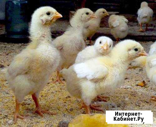 Индюшата. Гусята. Бройлер. Утята Воскресенск - изображение 1