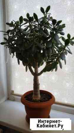 Денежное дерево Ростов-на-Дону