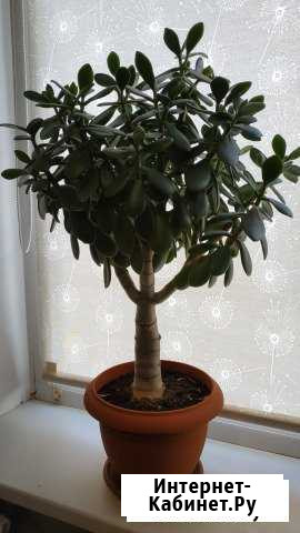 Денежное дерево Ростов-на-Дону - изображение 1