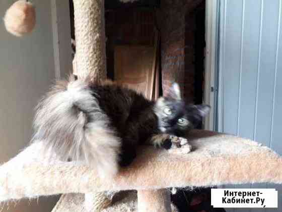 Красотка Краснодар