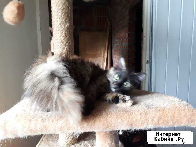 Красотка Краснодар - изображение 1