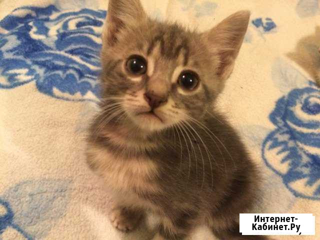 Котенок в добрые руки Севастополь - изображение 1