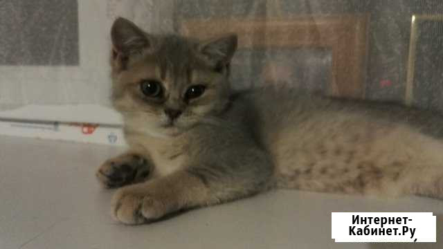 Британская Воронеж - изображение 1